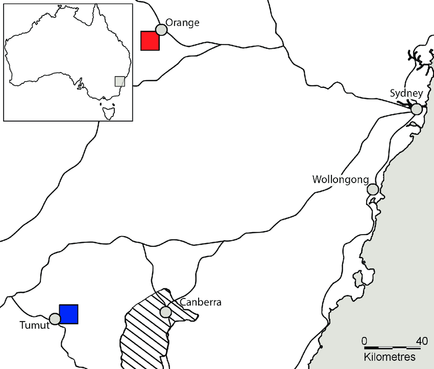 Square in a Blue P Logo - Distribution map of Prostanthera gilesii (red square) and P