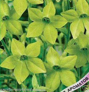 Green Flower Shape of Logo - RUSSIAN FLOWERING TOBACCO/ NICOTIANA SEEDS - LIME-GREEN FLOWERS ...