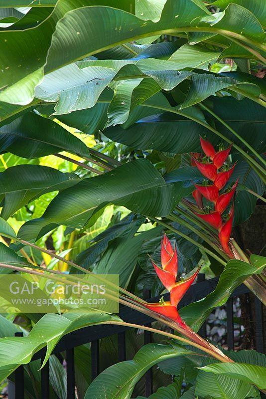 Green Flower Shape of Logo - GAP Gardens - Heliconia, plant with red, green and yellow parrot ...
