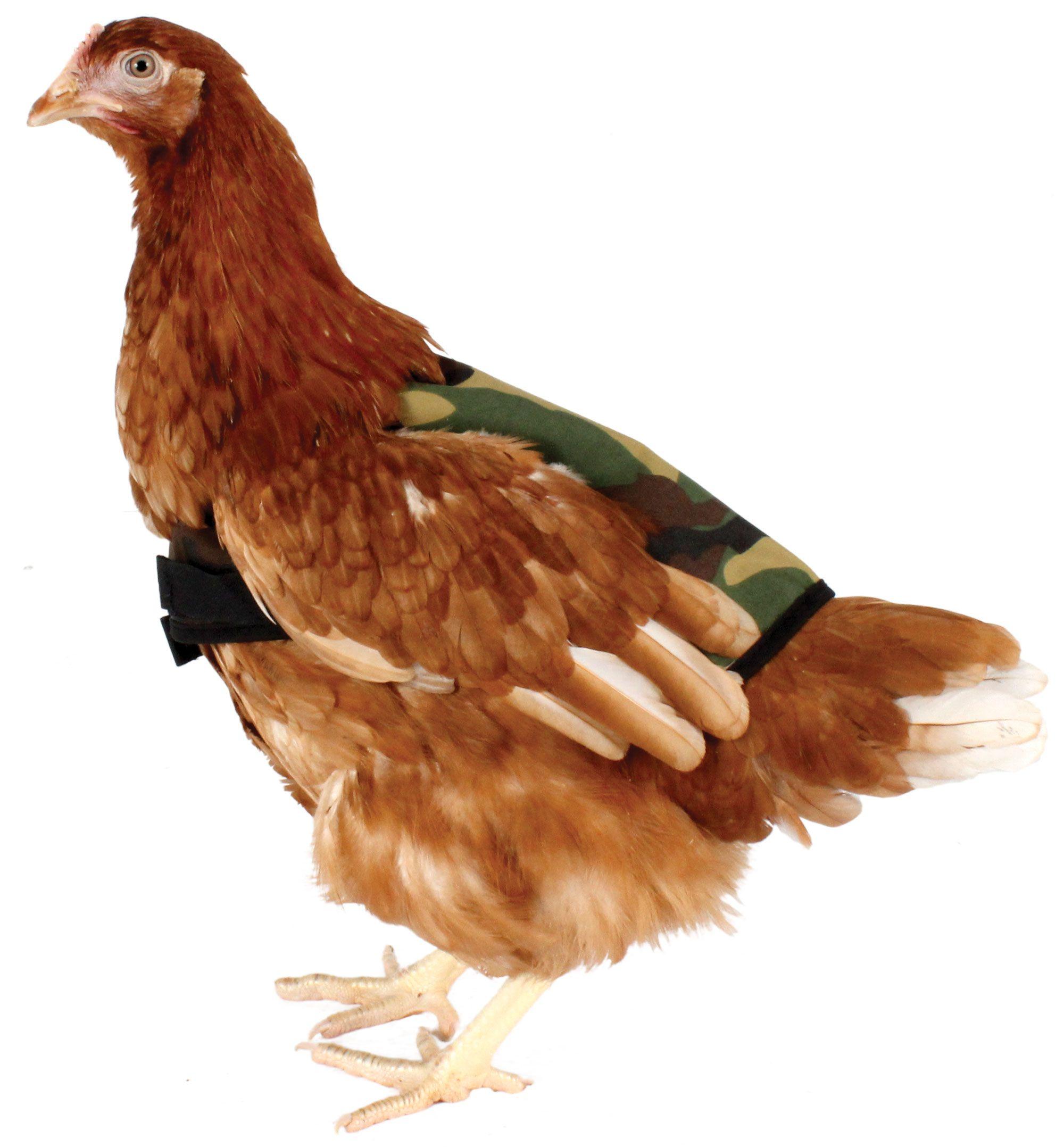 Camo Chicken Logo - Camouflage Chicken Jacket. Chicken Clothing. Chicken Coops, Walk