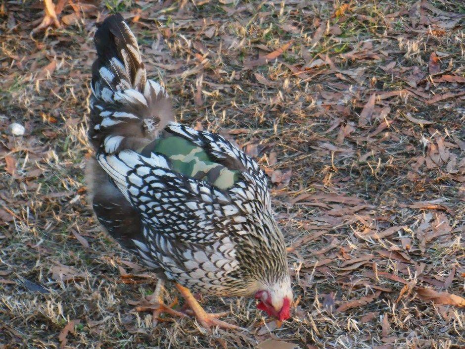 Camo Chicken Logo - Proper Rooster to Hen Ratio and Chicken Saddles