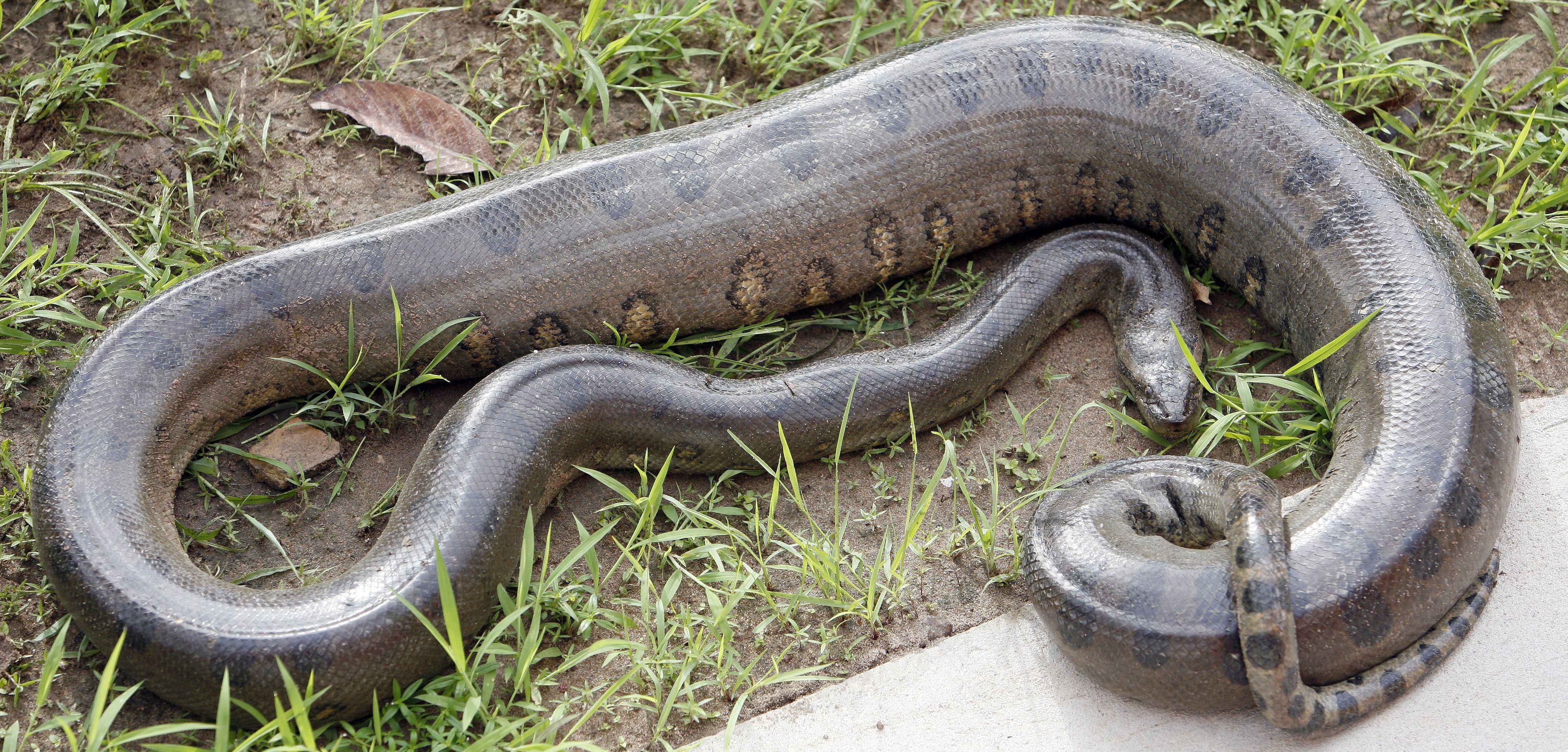 Python Snake Logo - Anaconda