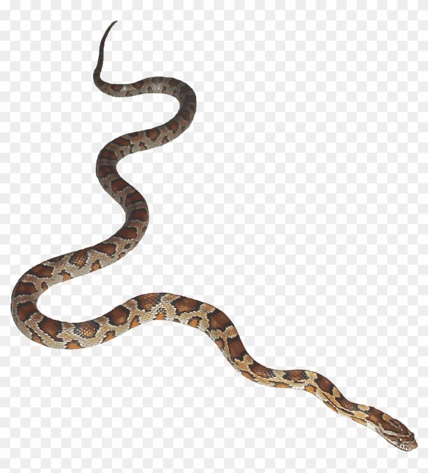 Python Snake Logo - Python Logo Clipart Bull Snake - Snake Transparent Background - Free ...