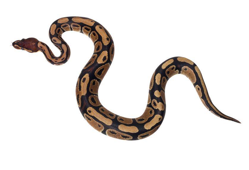 Python Snake Logo - Python Snake PNG Transparent Python Snake PNG Image