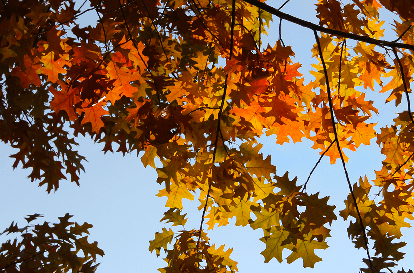 Red and Yellow Z Logo - Orange yellow and fiery red autumn leaves « Blog Archive « Z Photo Blog