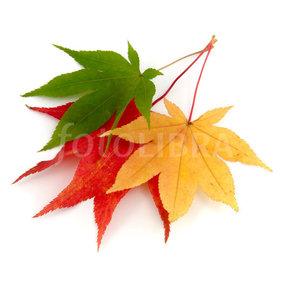 Yellow and Red Leaves Logo - Yellow green red maple tree leaves