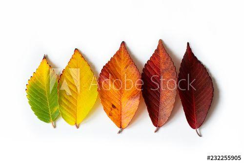 Yellow and Red Leaves Logo - Different colored fall leaves. Set of olorful leaves isolated on ...