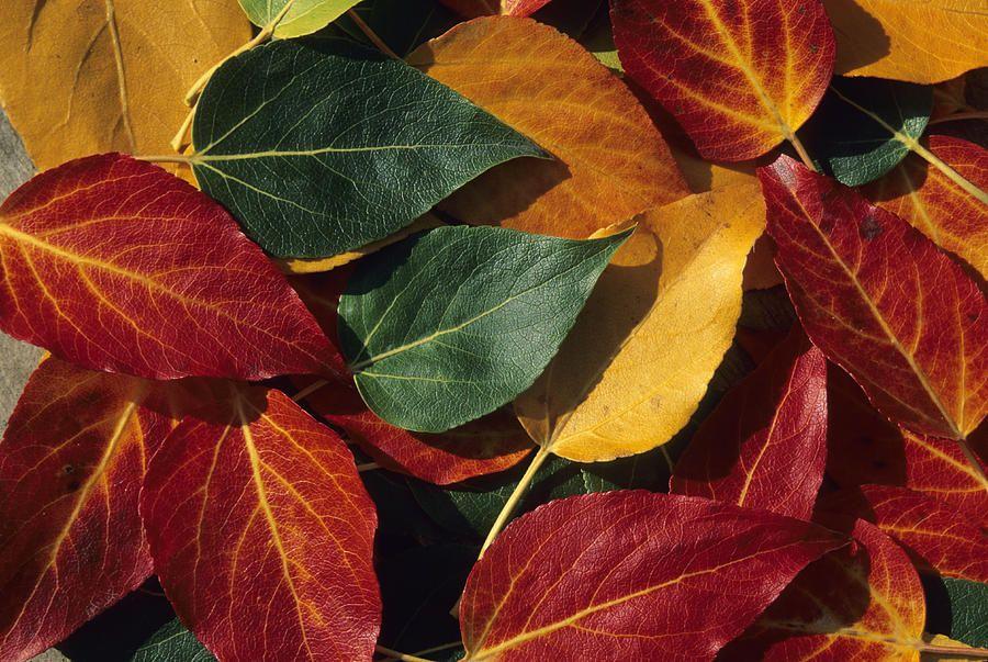 Yellow and Red Leaves Logo - Red, Green, Yellow Leaves In The Fall Photograph