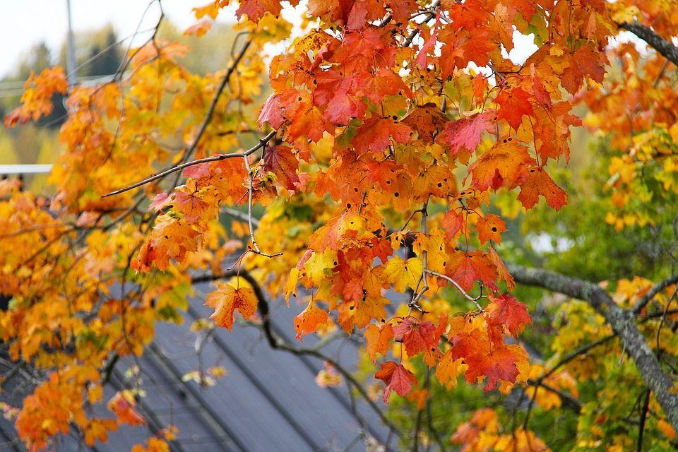 Yellow and Red Leaves Logo - Free photo Maple Yellow Leaf Season Red Leaves Fall Autumn