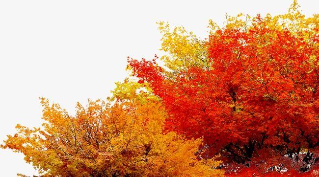 Yellow and Red Leaves Logo - Red And Yellow Leaves Autumn Landscape, Landscape Clipart, Red ...