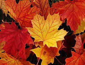 Yellow and Red Leaves Logo - Why do leaves change colour in autumn? › Science Features (ABC Science)