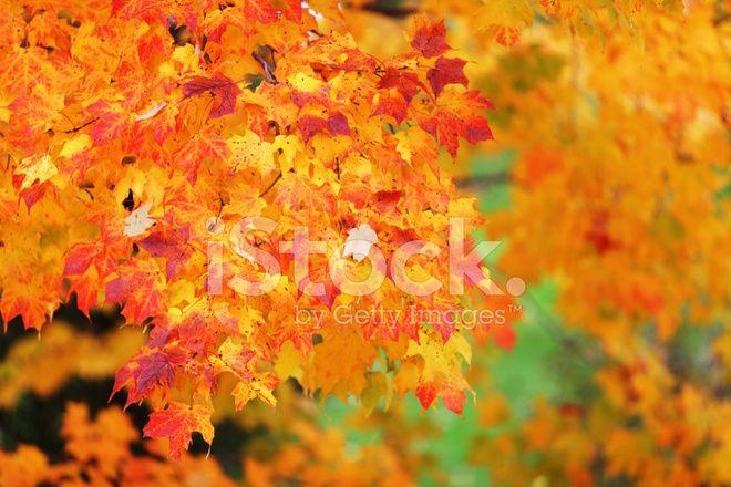 Yellow and Red Leaves Logo - Autumn Leaves Orange Yellow Red Fiery Colors Horizontal Stock Photos ...