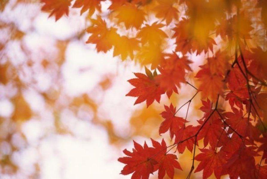 Yellow and Red Leaves Logo - Why Do Leaves Change Color In The Fall? -- ScienceDaily