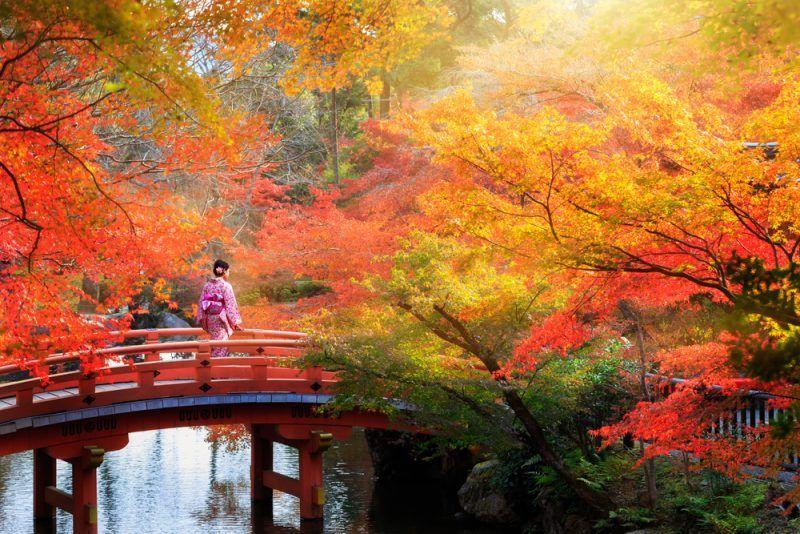 Yellow and Red Leaves Logo - Best Places to See Autumn Leaves in Japan Rail Pass Blog