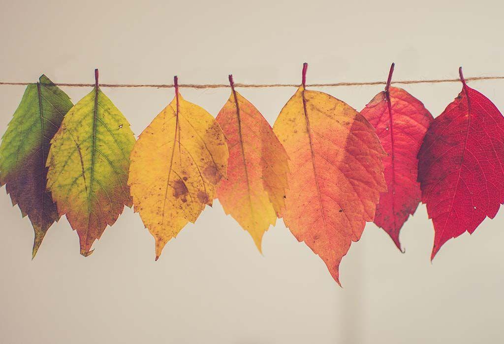 Yellow and Red Leaves Logo - Autumn leaves