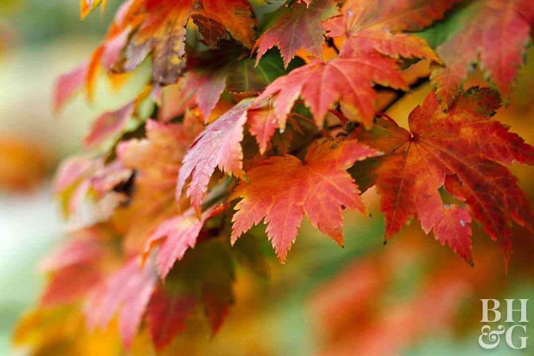 Yellow and Red Leaves Logo - Excellent Japanese Maples. Better Homes & Gardens