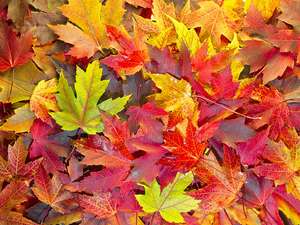 Yellow and Red Leaves Logo - Why Do Leaves Change Colors in the Fall?