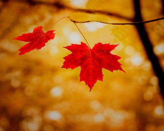 Yellow and Red Leaves Logo - Bright red leaves photography woodland, rustic decor, Canadian