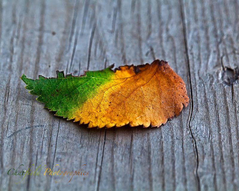 Yellow and Red Leaves Logo - Why leaves change color in fall | Earth | EarthSky