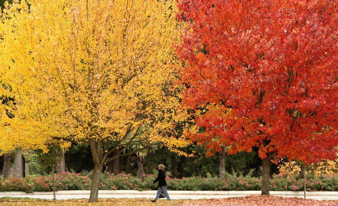 Yellow and Red Leaves Logo - Researchers discover reasons for red leaves in fall | The Star
