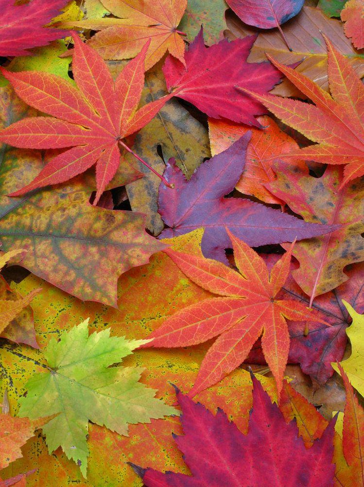 Yellow and Red Leaves Logo - Image Gallery: A Rainbow of Fall Leaves