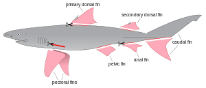 Shark Fin Logo - Shark finning
