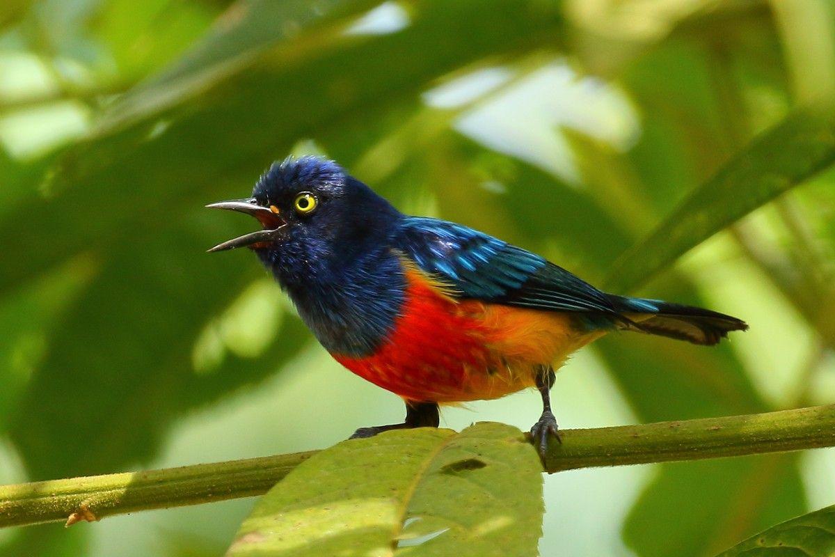 Scarlet Bird Logo - Scarlet Breasted Dacnis. Neotropical Birds Online