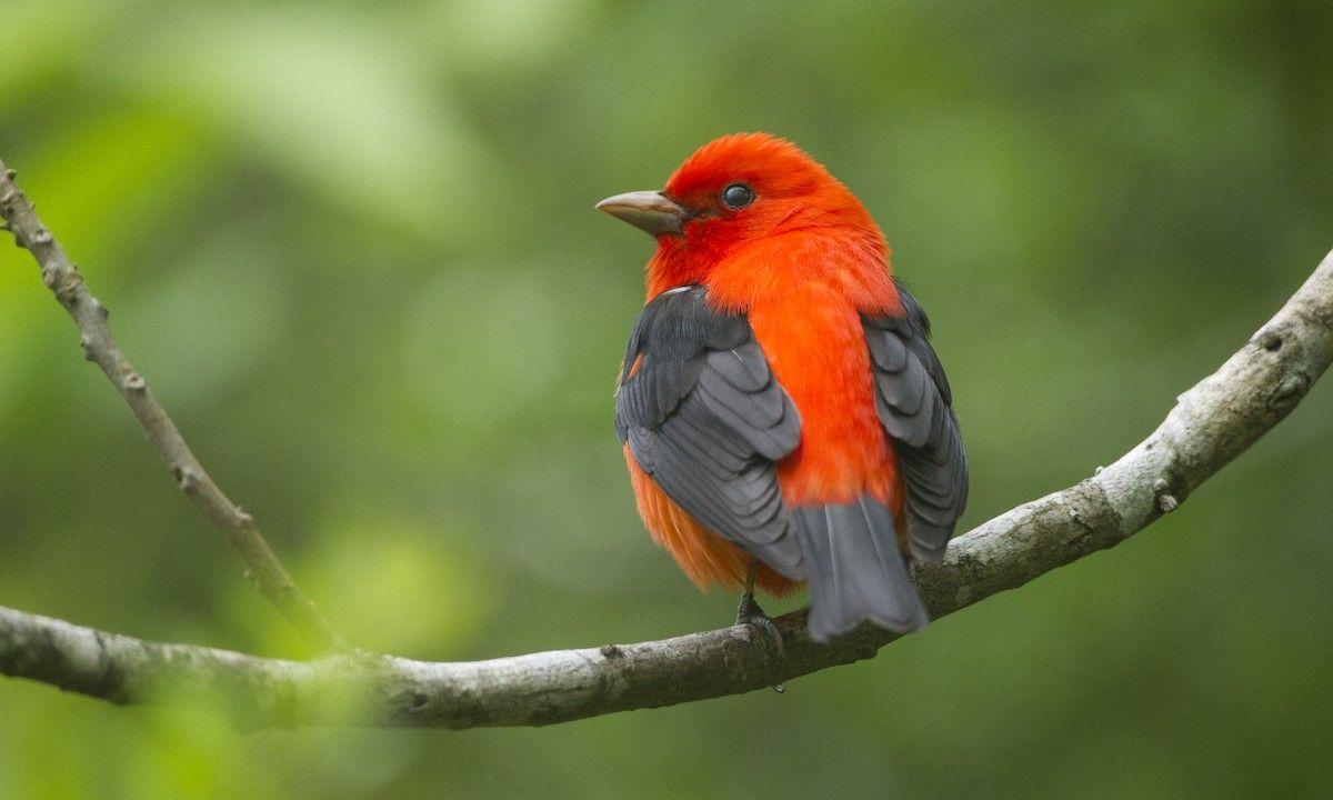 Scarlet Bird Logo - Scarlet Tanager - Introduction | Birds of North America Online