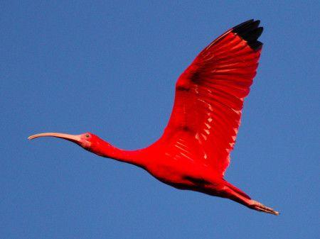 Scarlet Bird Logo - Scarlet Ibis: A National Symbol Under Siege