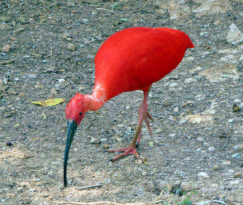 Scarlet Bird Logo - Scarlet Bird, a photo from Paphos, West