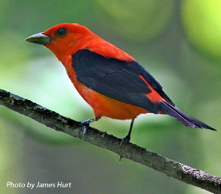 Scarlet Bird Logo - Tennessee Watchable Wildlife | Scarlet Tanager - Habitat: FOREST