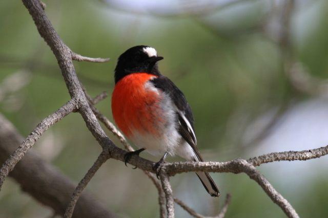 Scarlet Bird Logo - Scarlet Robin | BIRDS in BACKYARDS