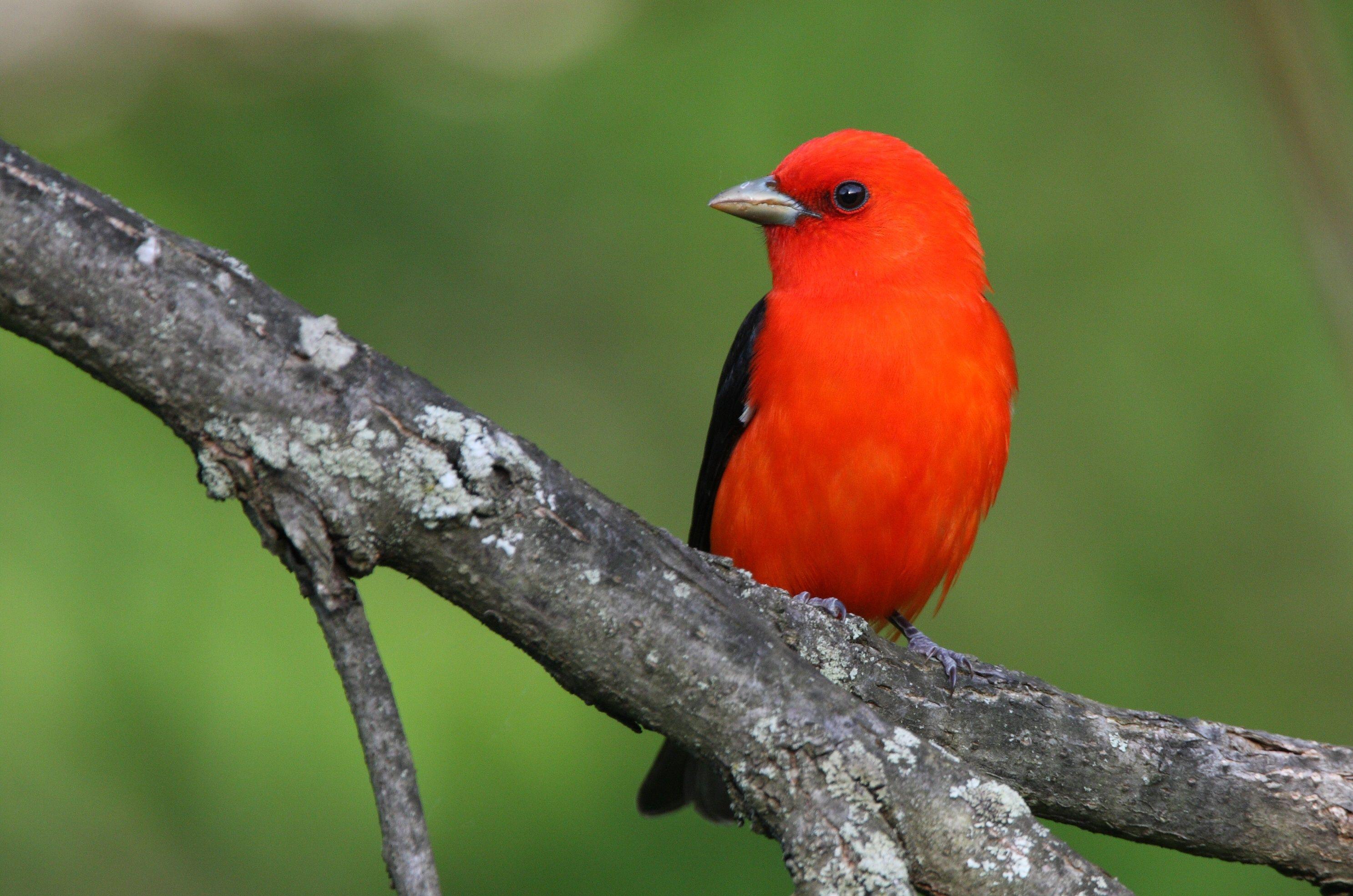 Scarlet Bird Logo - Focus on the Scarlet Tanager - Pennsylvania eBird