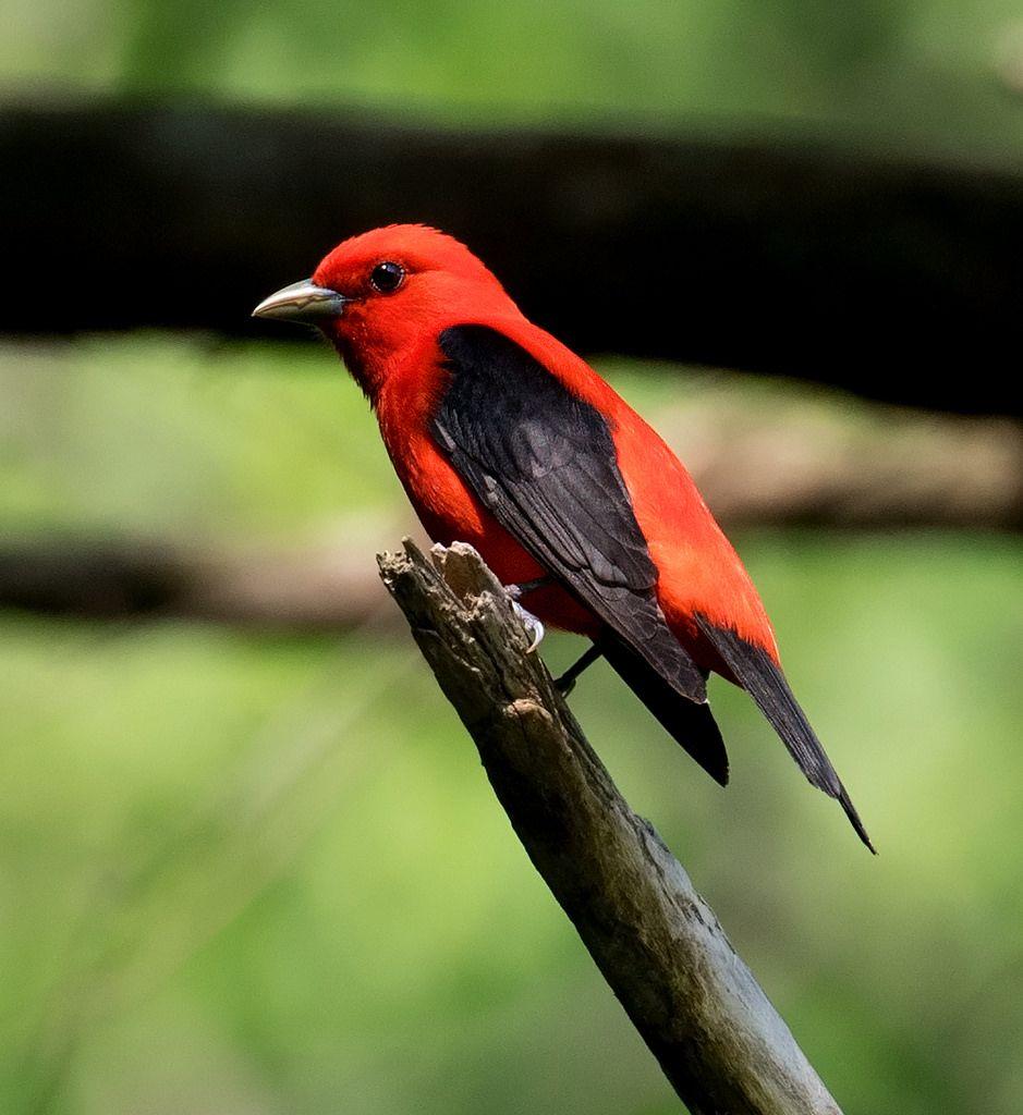 Scarlet Bird Logo - Maryland Biodiversity Project - Scarlet Tanager (Piranga olivacea)