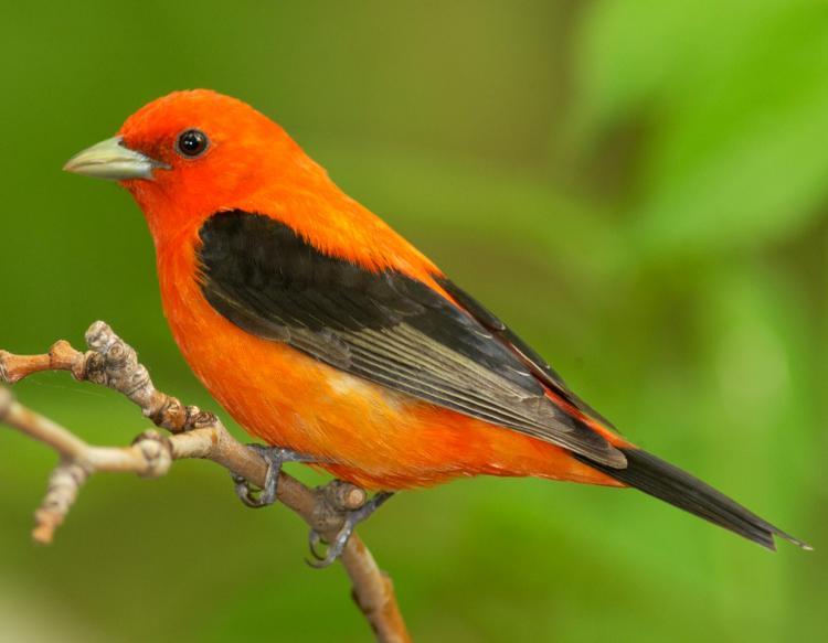 Scarlet Bird Logo - Scarlet Tanager. MDC Discover Nature