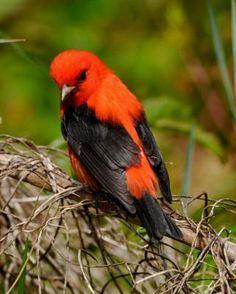 Scarlet Bird Logo - Best Birds (Scarlet Tanager) image. Beautiful birds, Bird