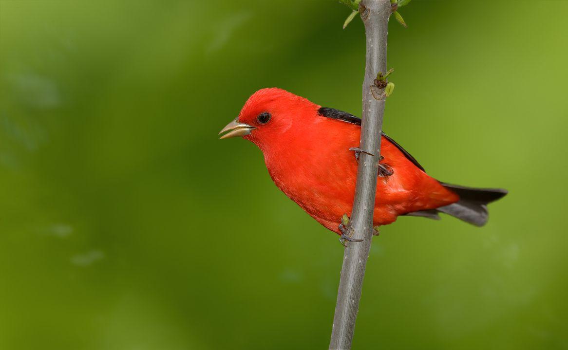 Scarlet Bird Logo - Scarlet tanager