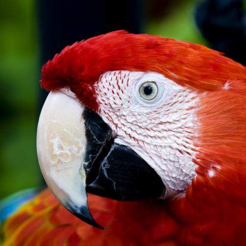 Scarlet Bird Logo - Scarlet Macaw (Ara macao)