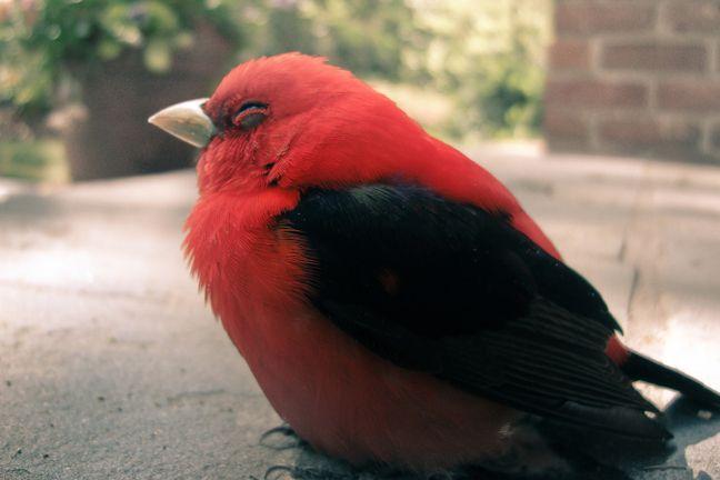 Focus on the Scarlet Tanager - Pennsylvania eBird