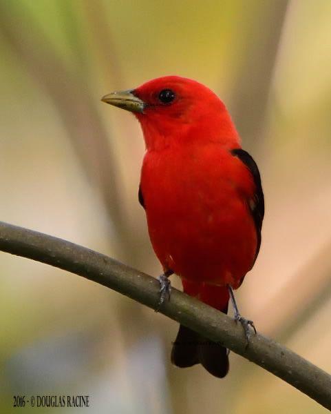 Scarlet Bird Logo - Scarlet Tanager Photo Migratory Bird Center