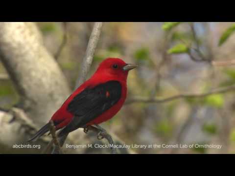 Scarlet Bird Logo - Scarlet Tanager