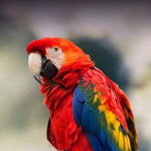 Scarlet Bird Logo - Scarlet Macaw Personality, Food & Care – Pet Birds by Lafeber Co.