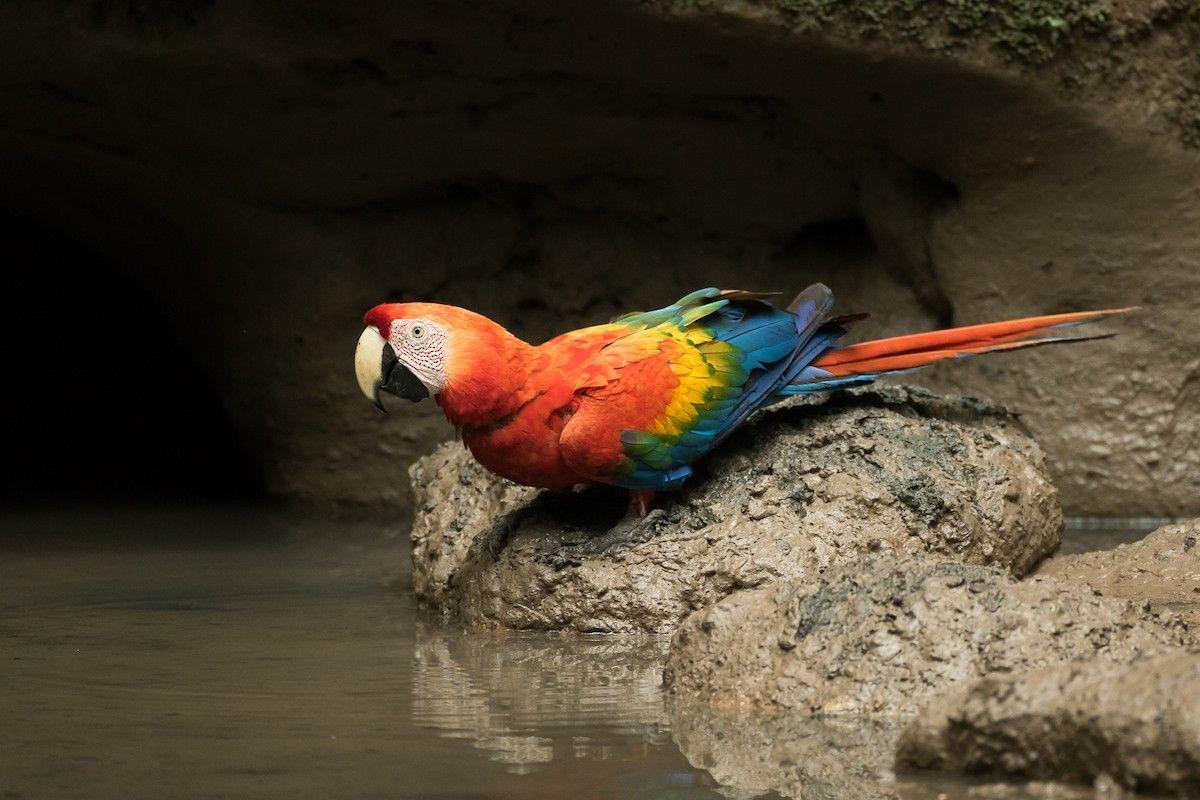 Scarlet Bird Logo - Scarlet Macaw. Neotropical Birds Online