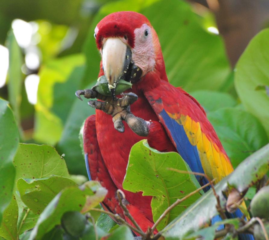 Scarlet Bird Logo - Scarlet Macaw (Ara macao) videos, photo and sound recordings