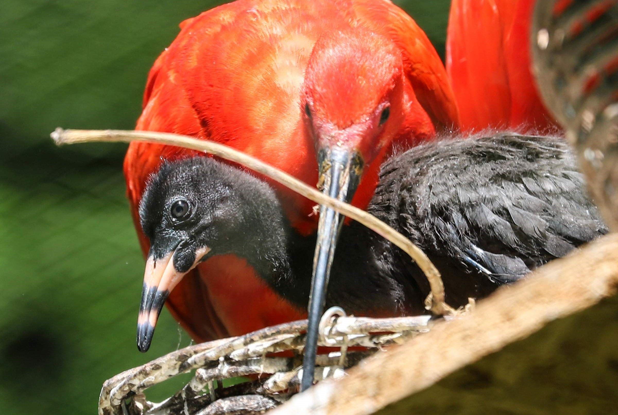 Scarlet Bird Logo - Red letter day for scarlet birds | Boost Torbay