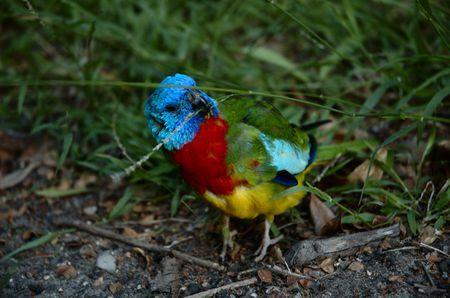 Scarlet Bird Logo - Scarlet Chested Parakeets as Pets