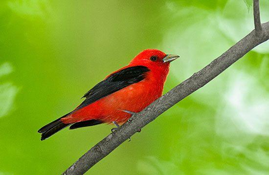 Scarlet Bird Logo - Bird Friendly Coffee Supports Critical Winter Habitat. All About Birds