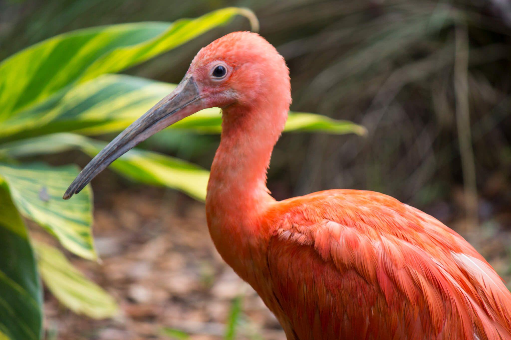 Scarlet Bird Logo - Scarlet Ibis