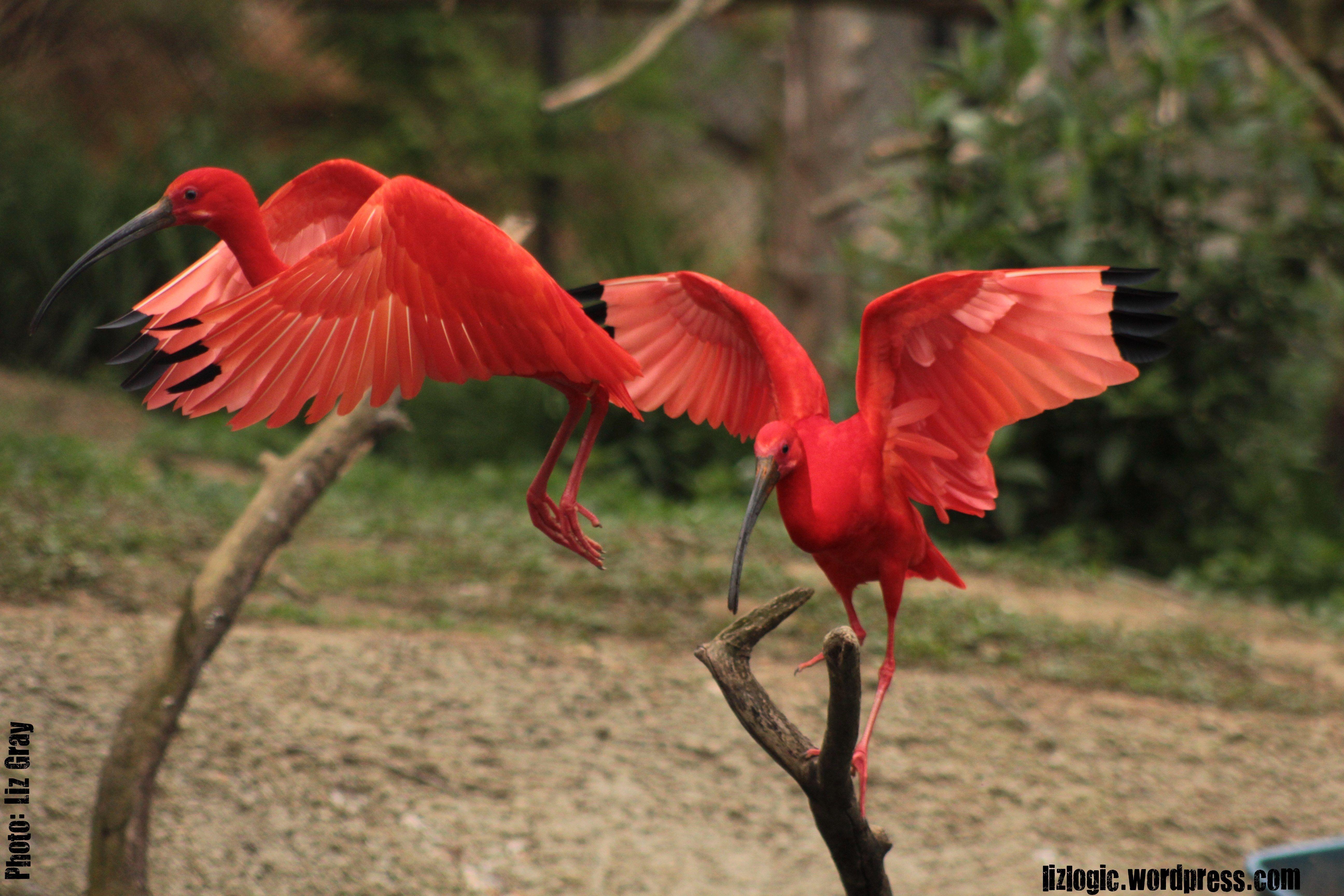 Scarlet Bird Logo - scarlet ibis | Displaying 18> Images For - Scarlet Ibis Flying ...