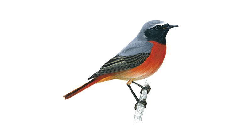 Red Star T Logo - Redstart Bird Facts | Phoenicurus Phoenicurus - The RSPB